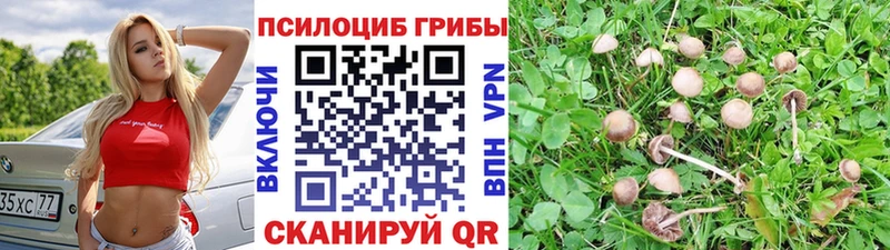купить закладку  Светлоград  Псилоцибиновые грибы мицелий 